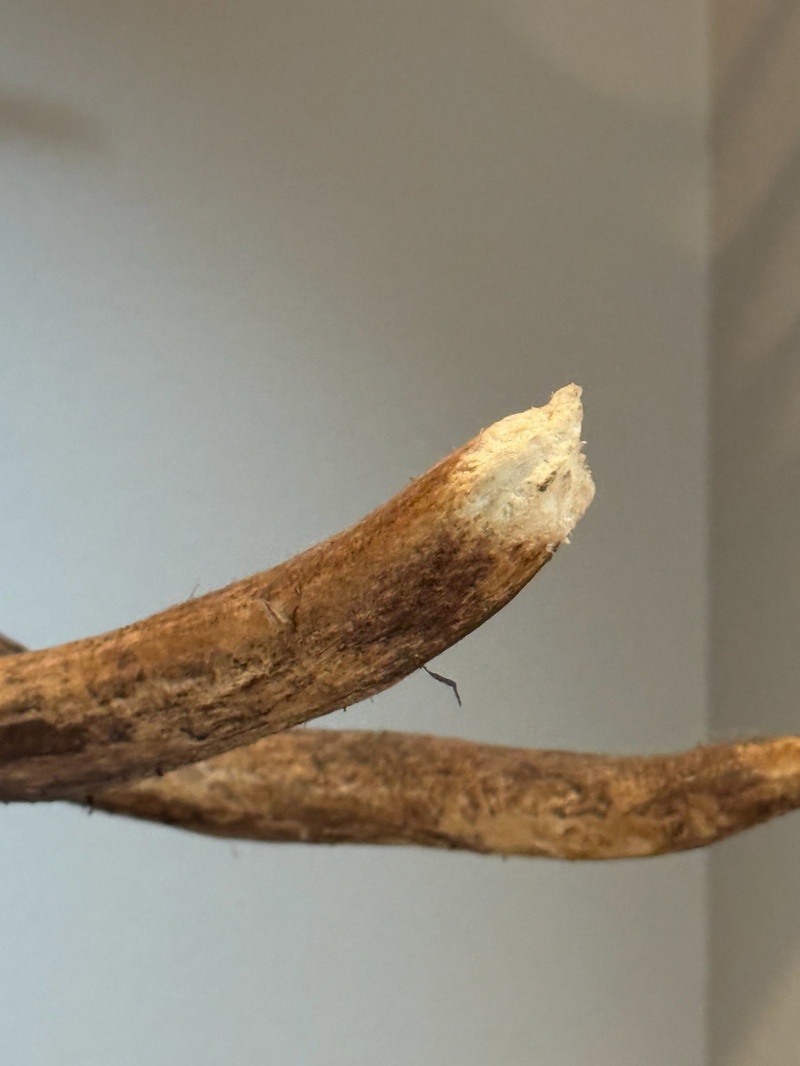 Impressive Large Wall-Mounted Moose Antler - 5