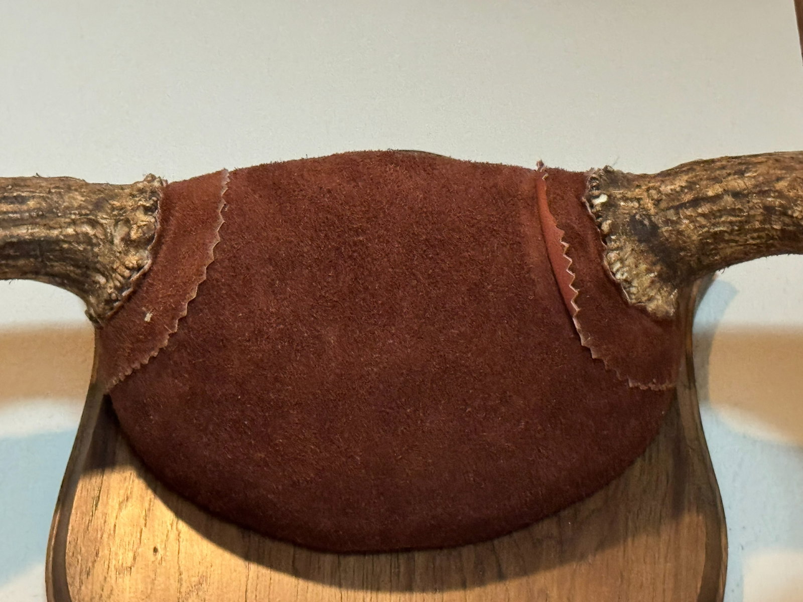 Impressive Large Wall-Mounted Moose Antler - 7