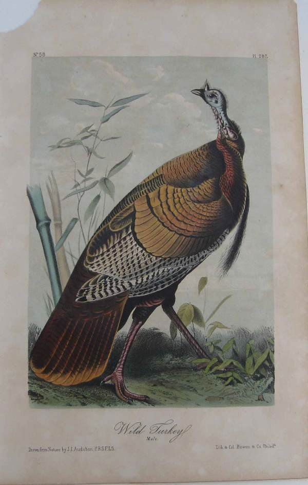 Engraving by J.T. Bowen, drawn by John James Audubo: J.T. Bowen & John James Audubon (French-American, 1785-1851). "Wild Turkey", engraving. Image dimension 7" x 5". Material dimension 10 x 6". Hand colored. Torn top left, and minor tear top right.