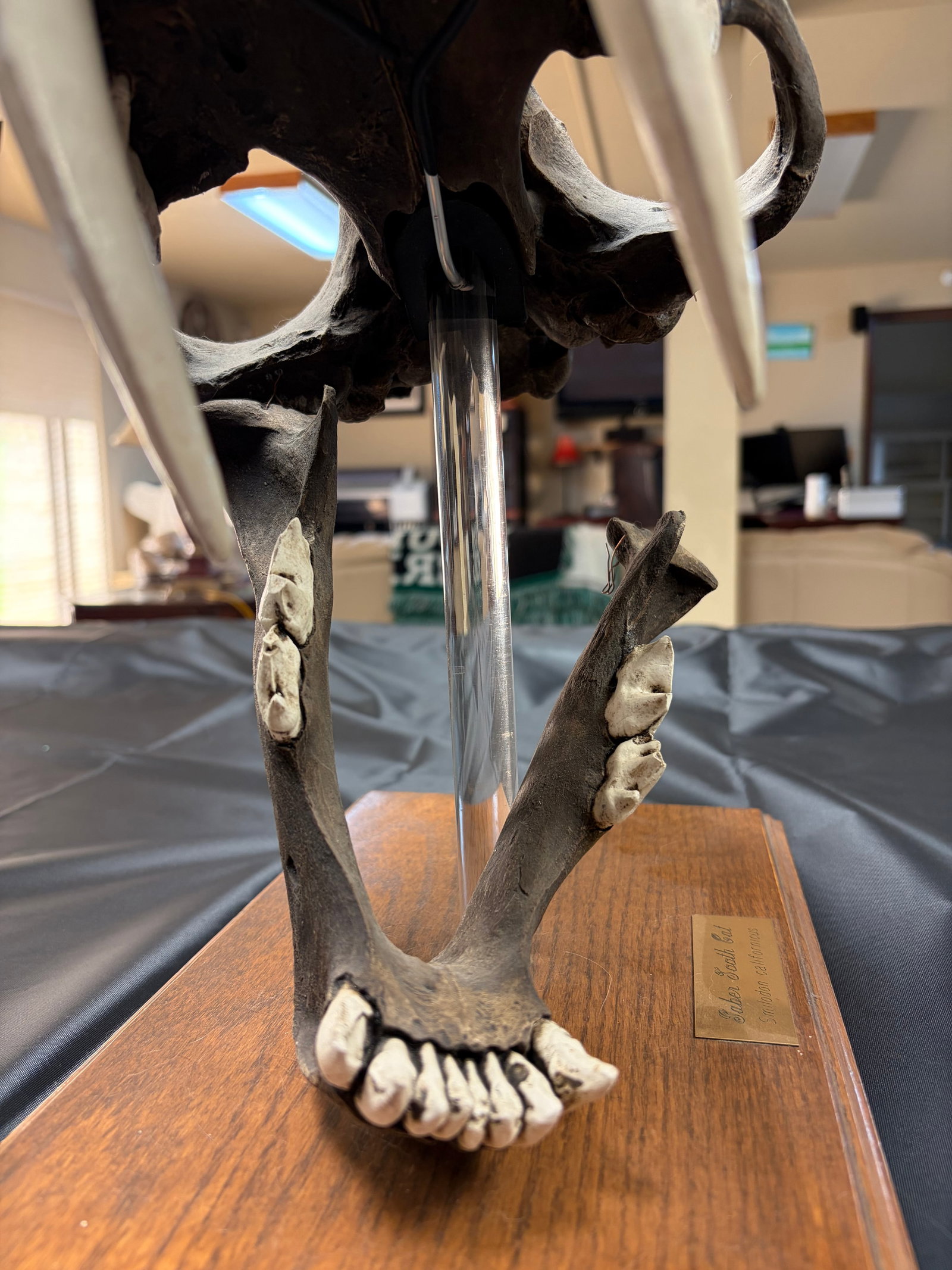 Sabertooth Tiger Skull - 10