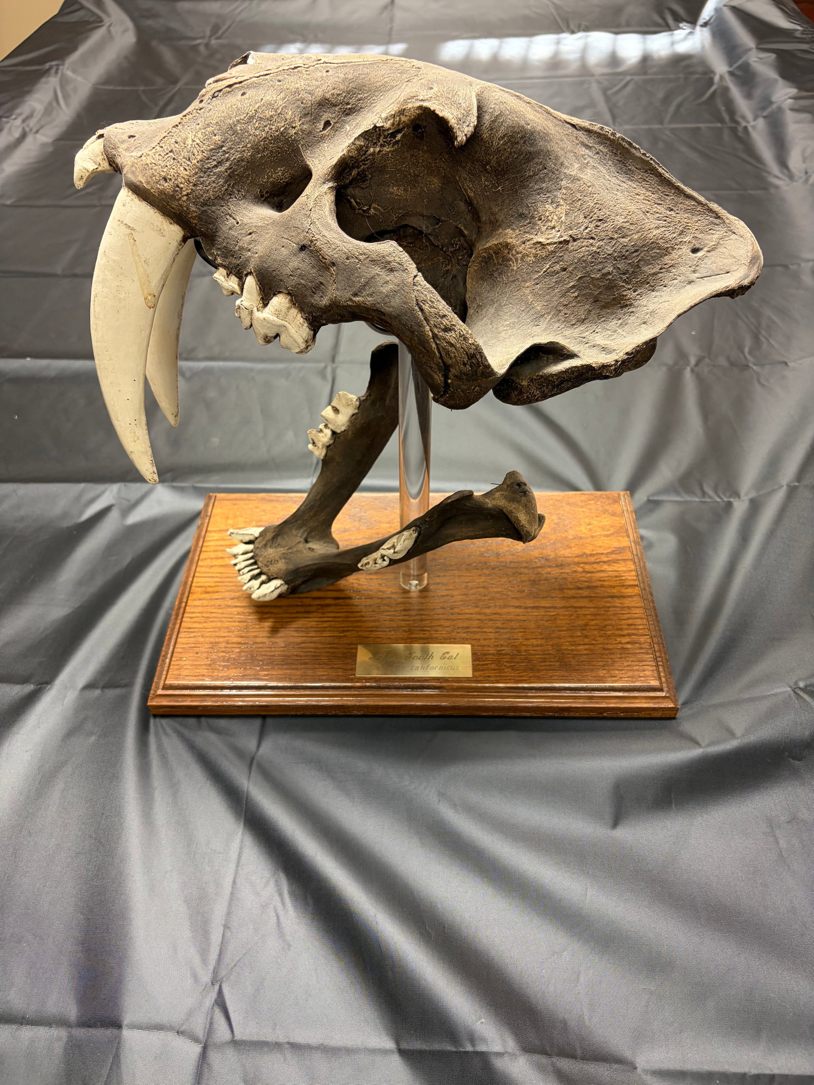 Sabertooth Tiger Skull (1 of 10)