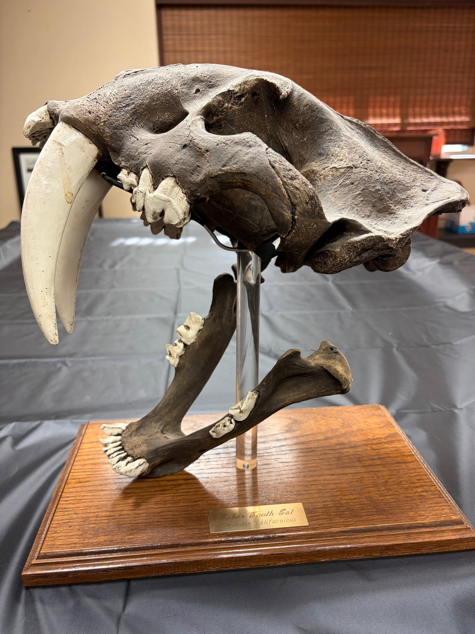 Sabertooth Tiger Skull - 2