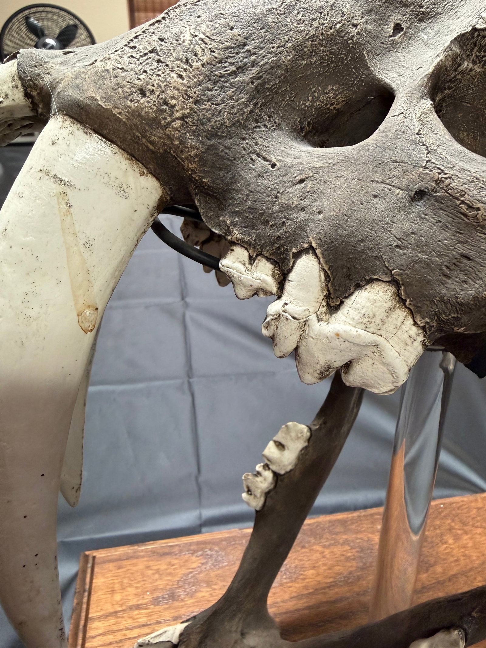Sabertooth Tiger Skull - 4