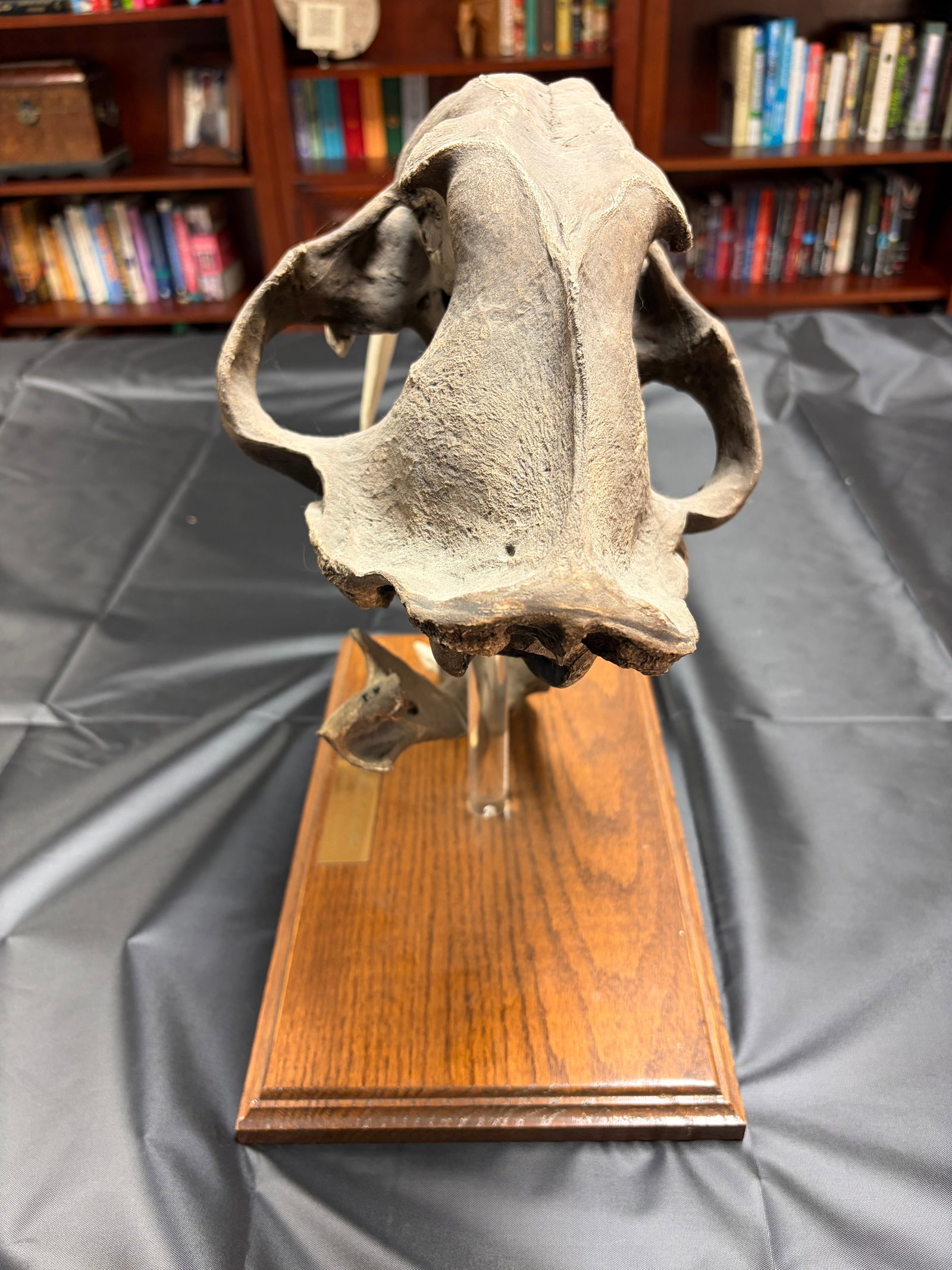 Sabertooth Tiger Skull - 5