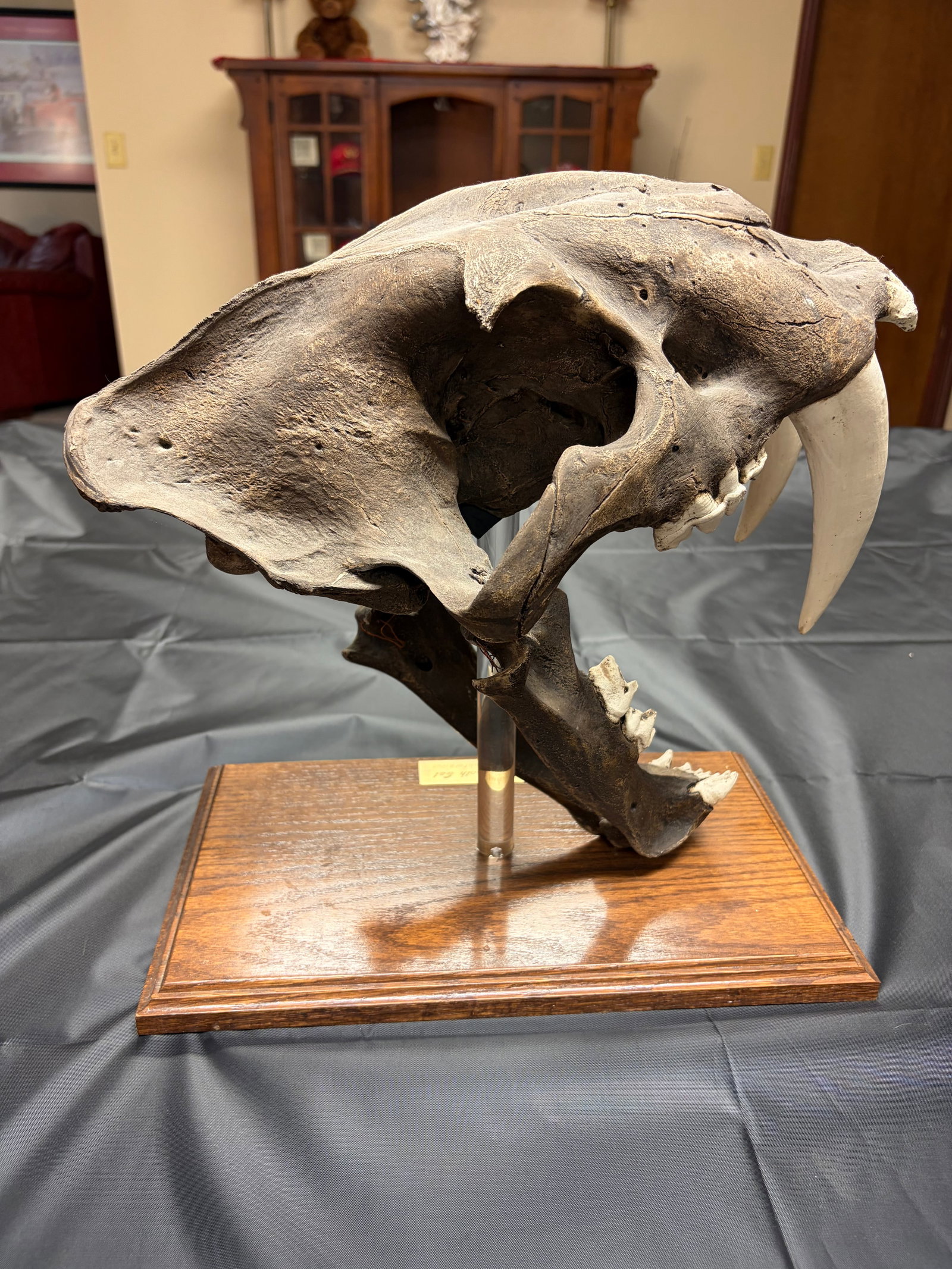 Sabertooth Tiger Skull - 6