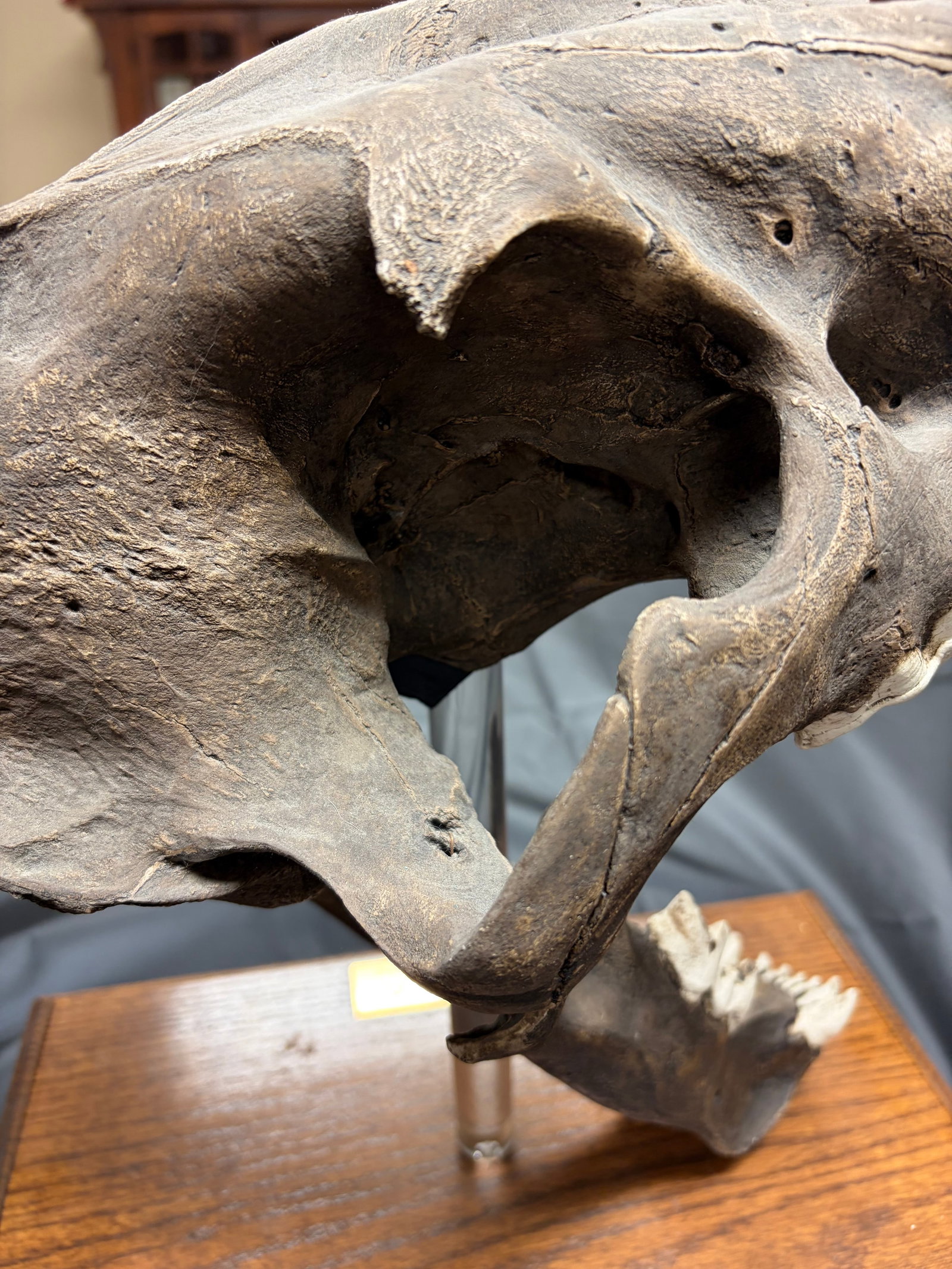 Sabertooth Tiger Skull - 7