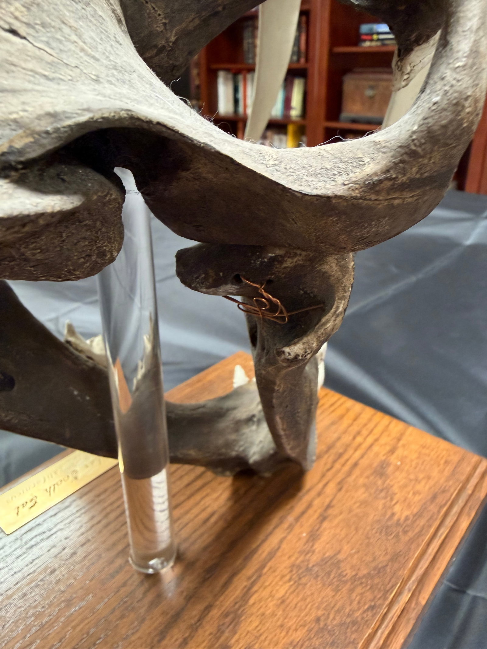 Sabertooth Tiger Skull - 8