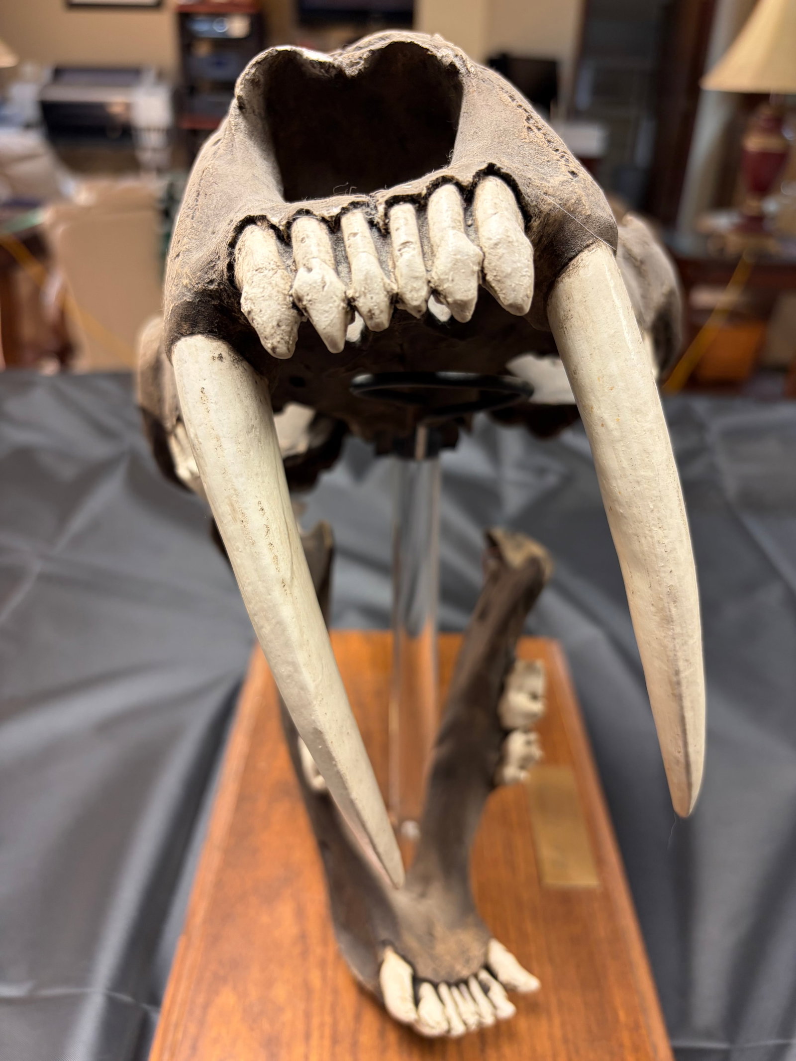 Sabertooth Tiger Skull - 9