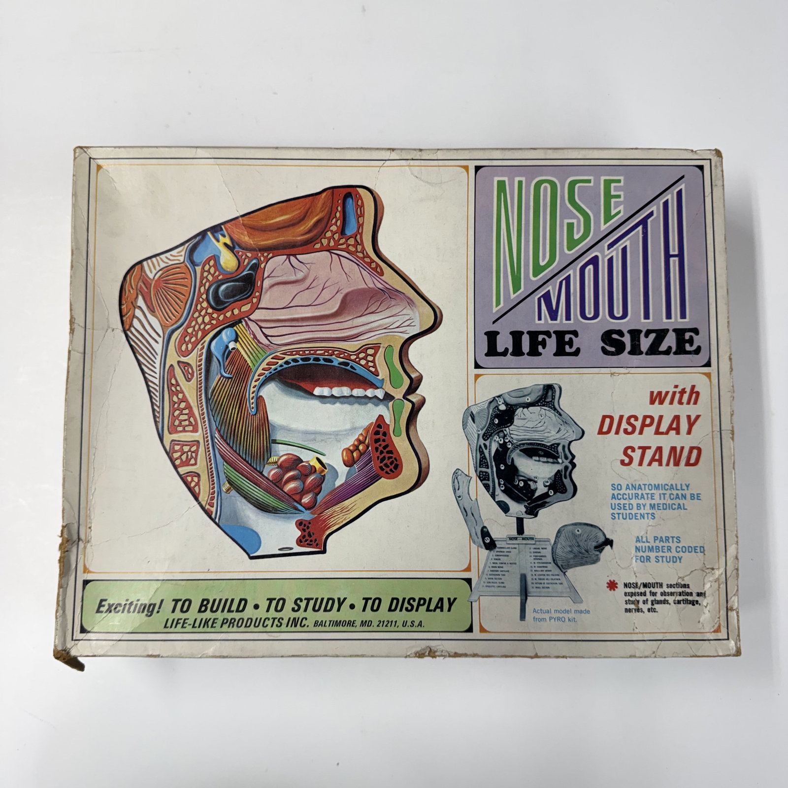 Vintage Health : Scale Model Nose and Mouth (1 of 9)