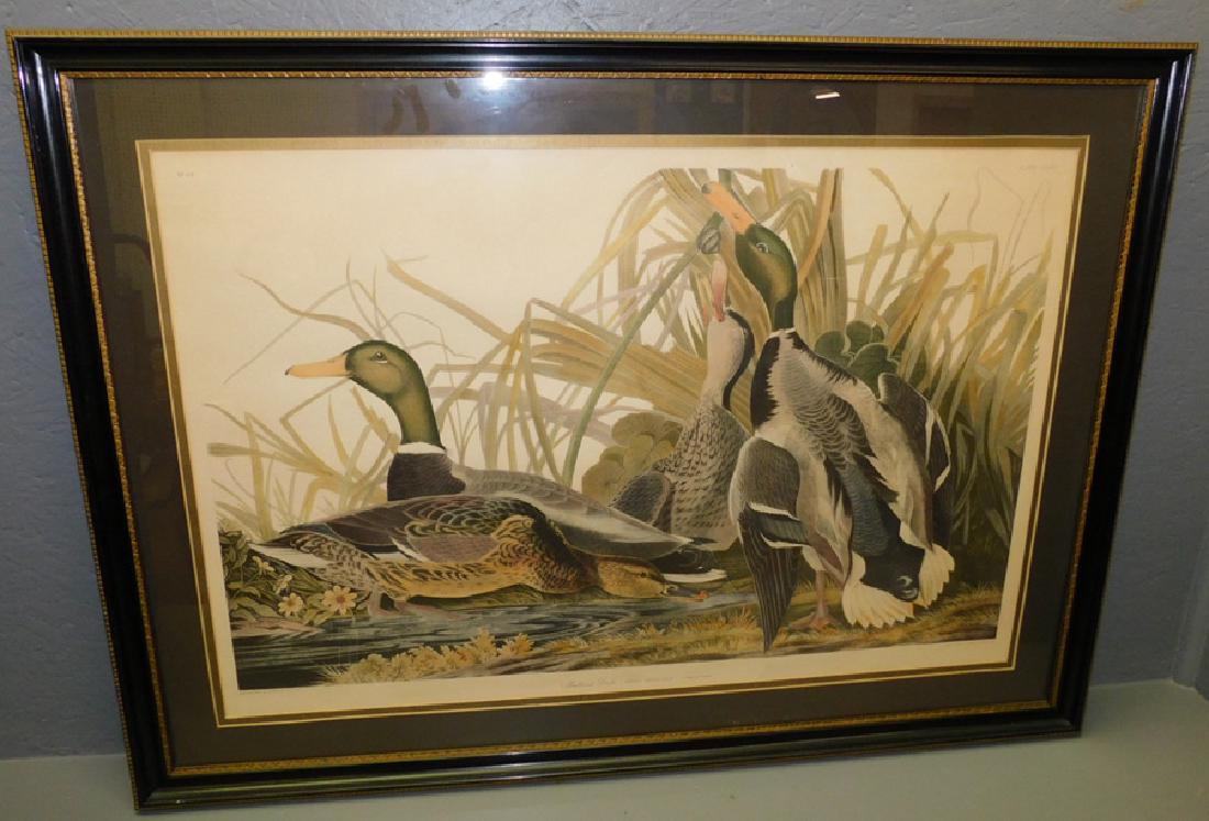 Mallard hand colored duck engraving (1 of 7)