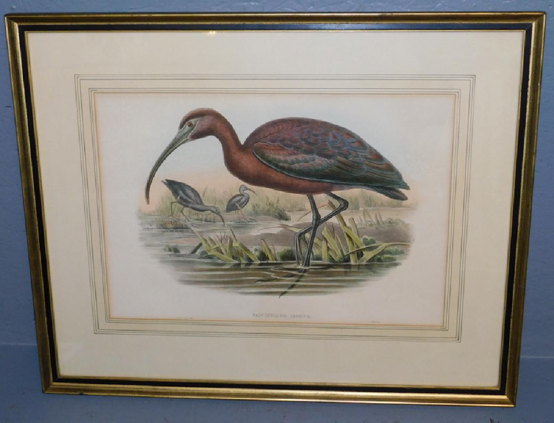 Framed Colored Engraving Of Shore Bird (1 of 4)