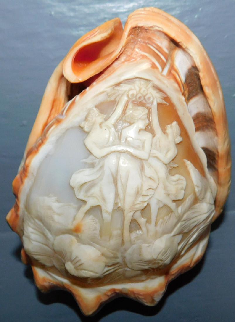 Carved Polished Abalone  Conch Shell (1 of 3)