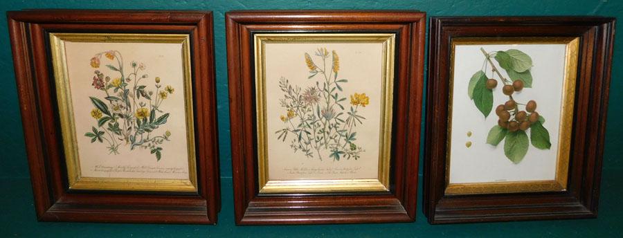 3 Botanical Prints In Walnut Shadow Box Frames (1 of 4)
