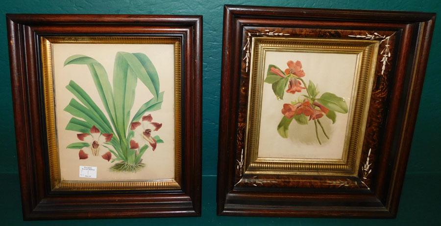2 Walnut Shadow Box Frames W/ Botanical Prints: Lot 2 Walnut Shadow Box Frames W/ Botanical Prints 14" X 16"