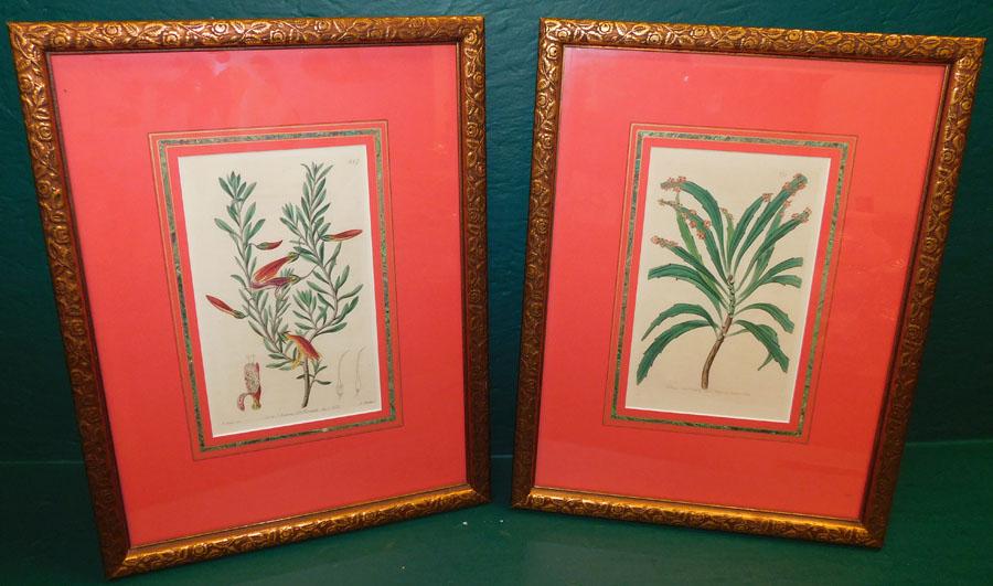 Pair Botanical Framed Prints Or Engravings (1 of 6)