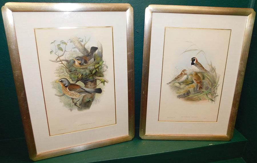 Pair J. Gould Bird Prints (1 of 8)