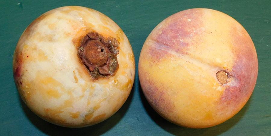 2 Pc Stone Fruit (1 of 2)