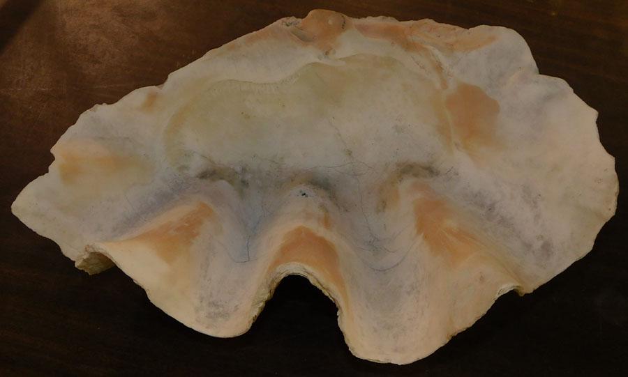 A Large Conch Shell Centerpiece (1 of 2)