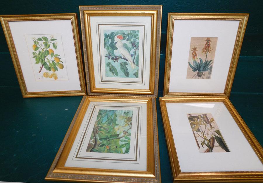 Lot 5 Framed Botanical Prints (1 of 2)