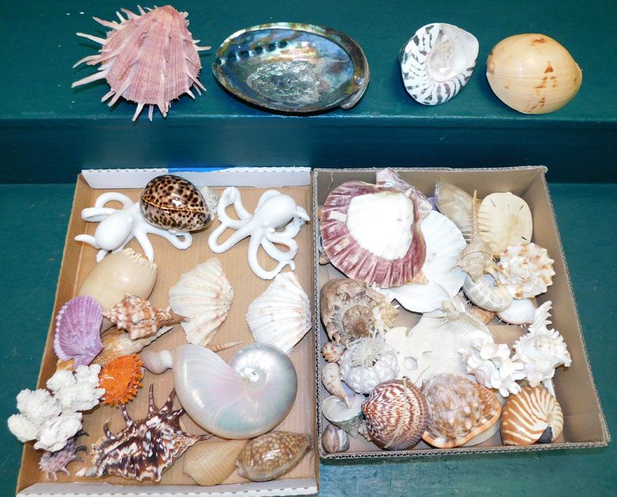 Lot Of Sea Shells (1 of 3)