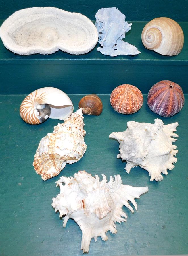 Lot 10 Sea Shells & Corral (1 of 3)