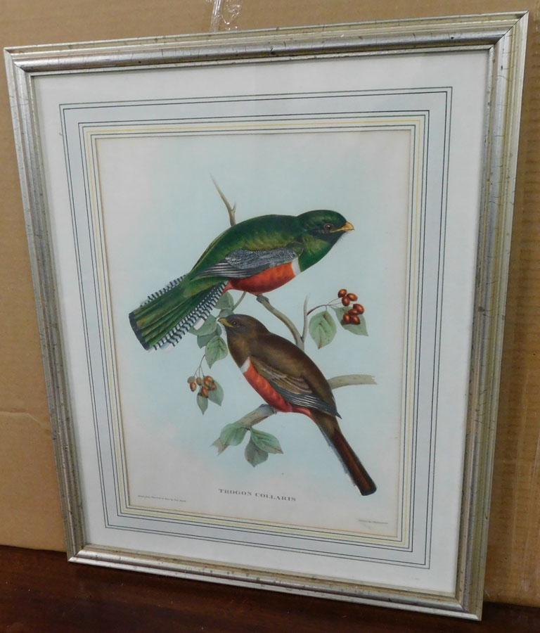 Framed Bird Engraving by Gould (1 of 5)
