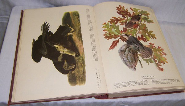 Birds of America by John James Audubon: Birds of America by John James Audubon with colored plates.