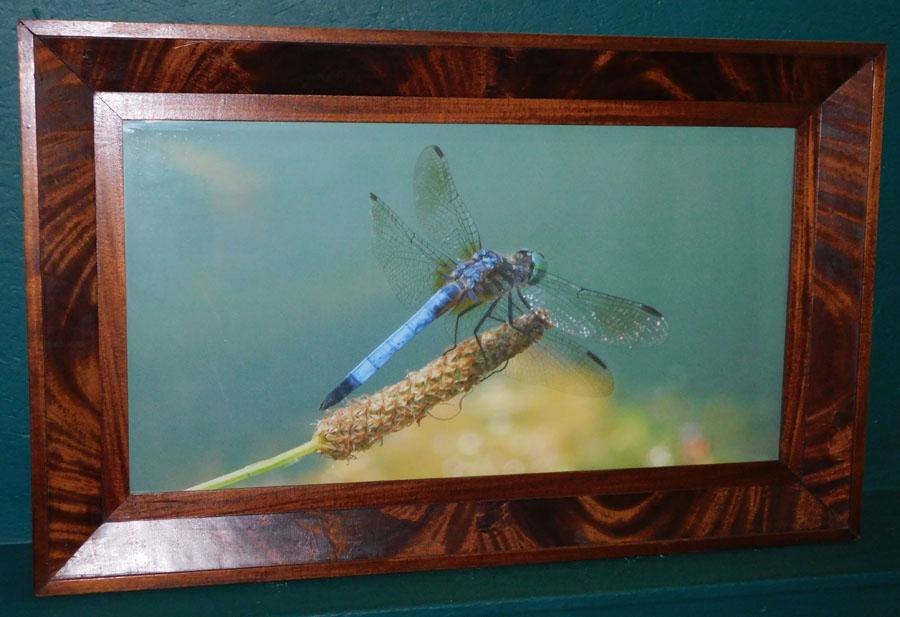 Mahogany Ogee Framed Dragonfly Princeton, NJ Photo (1 of 5)