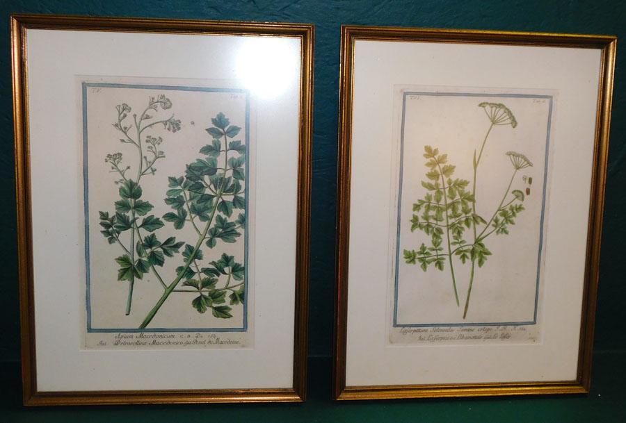 Pair Hand Colored Botanical Plates (1 of 3)