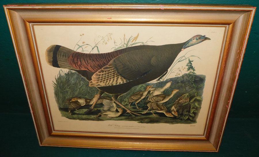 Framed Audubon Print (1 of 5)