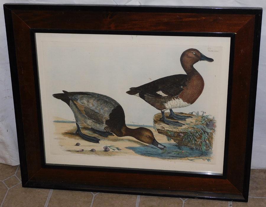 Framed Hand Colored Engraving Of Ducks (1 of 4)