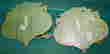 item-131153575=4