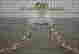 item-131153868=5