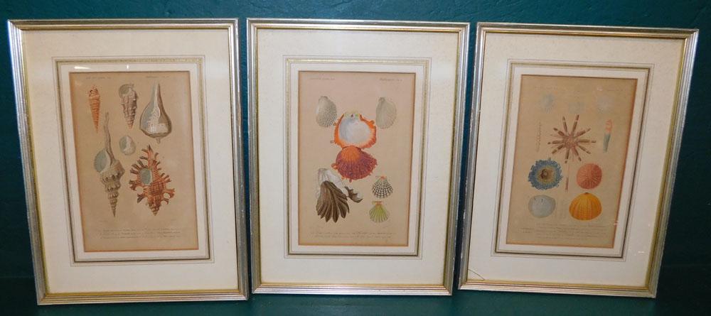 3 Framed Sea Shell French Engravings (1 of 10)