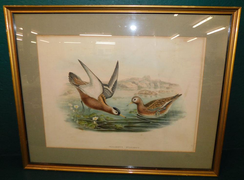 Framed Hand Colored Engraving of Birds (1 of 4)