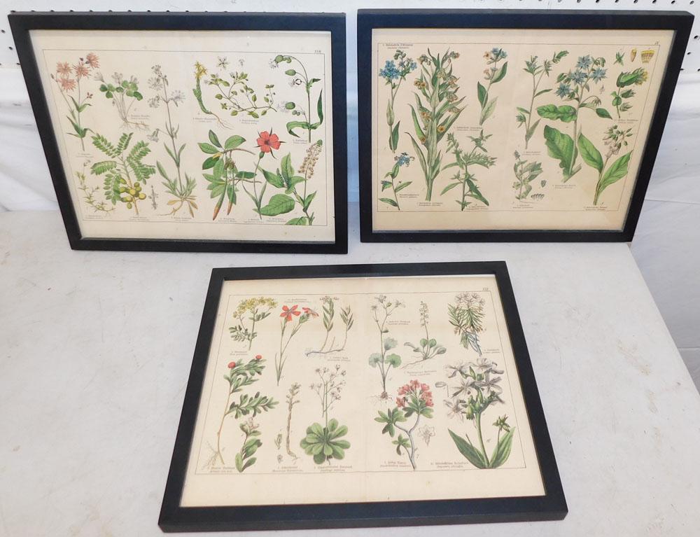 Lot of 3 Botanical Framed Prints (1 of 5)