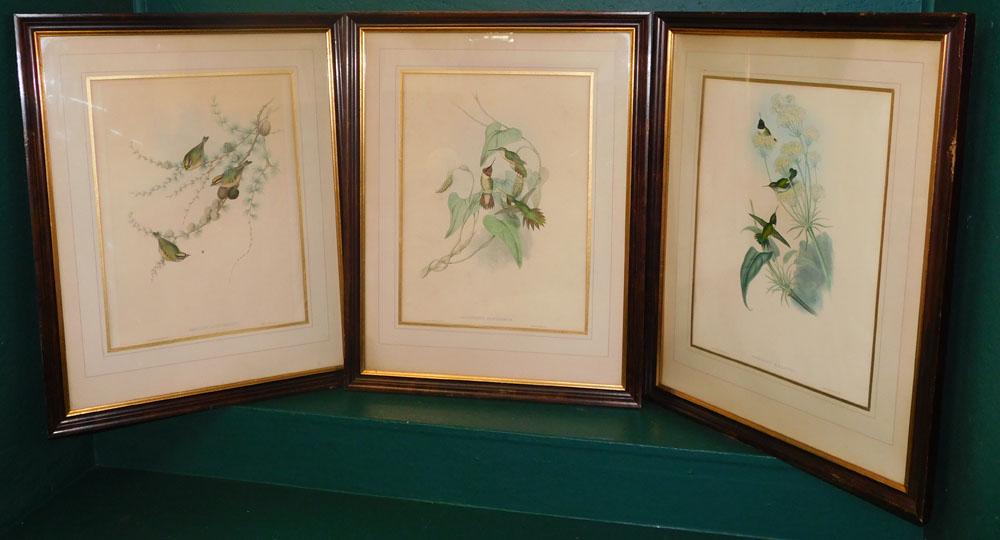 Three Framed Bird Engravings By J. Gould (1 of 10)