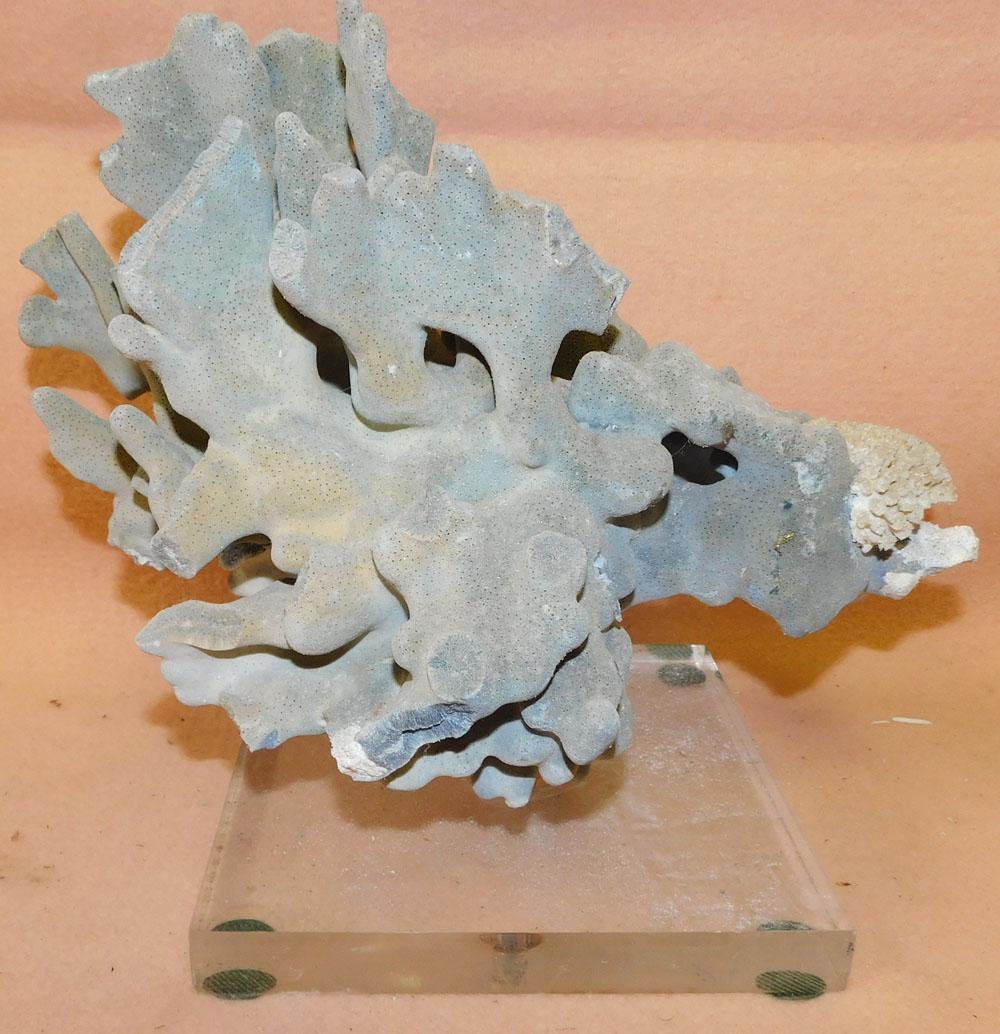 Coral Sculpture On Lucite Stand (1 of 2)