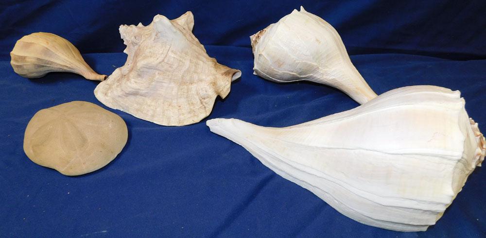 Lot Sea Shells (1 of 3)
