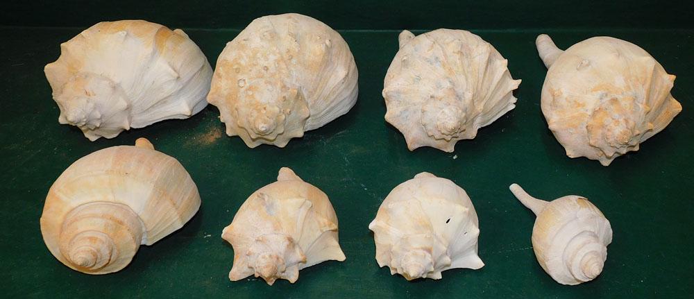 Lot Sea Shells (1 of 2)