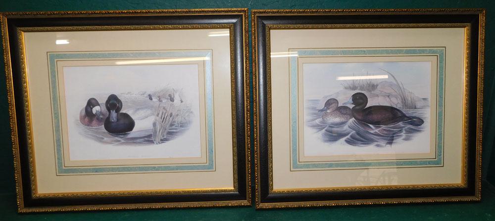 Hand Colored Duck Lithographs By Jay Gould & H.C. Richener (1 of 6)
