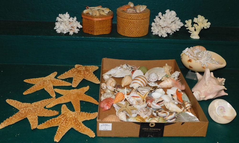 Lot Seashells (1 of 6)