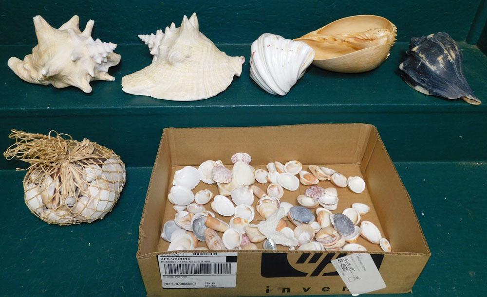 Lot Seashells: Lot Seashells. "ALL DESCRIPTIONS AND ANY CONDITION STATEMENT GIVEN BY LANGSTON AUCTION GALLERY ARE STRICTLY OPINIONS AND LANGSTON'S SHALL HAVE NO RESPONSIBILITY FOR ERRORS OR OMISSIONS. THE ABSENCE OF