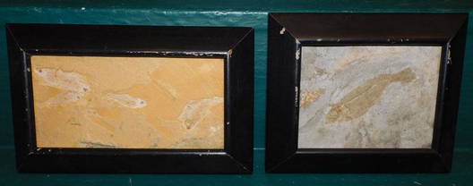 Stone Fossils