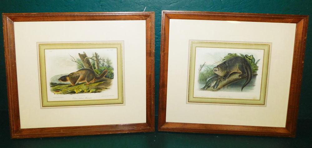 Two Framed Hand Colored Engravings By JW Audubon (1 of 7)