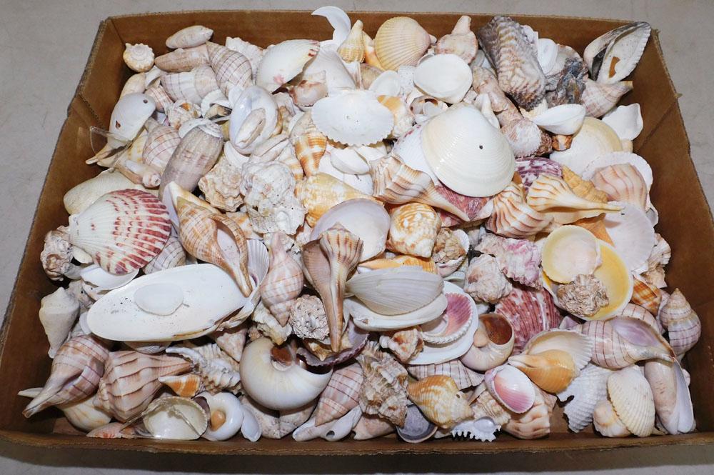Lot Sea Shells (1 of 1)
