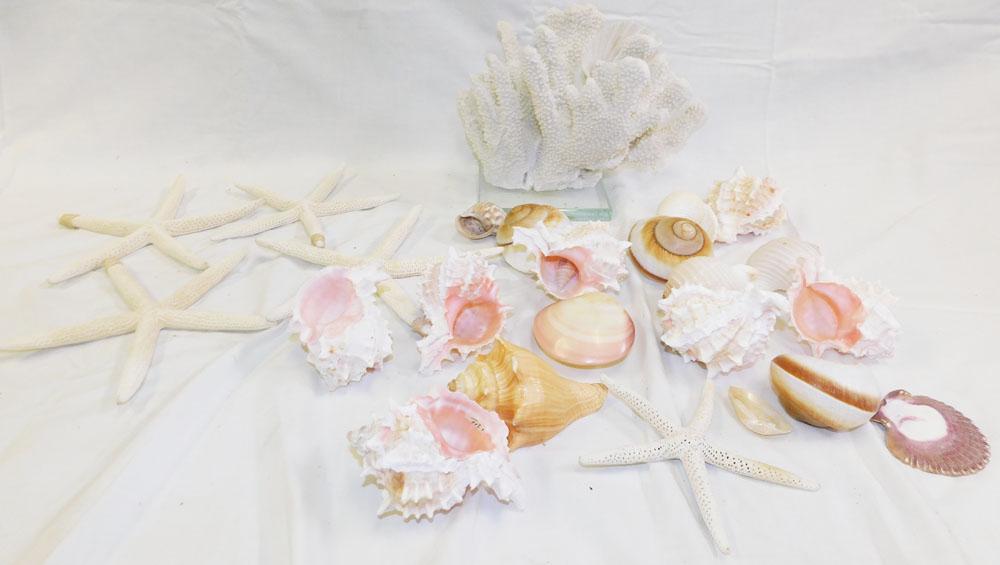 Lot Sea Shells (1 of 3)