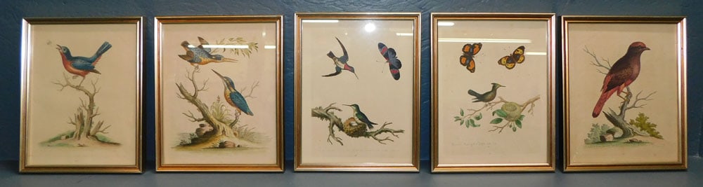 5 Framed Hand Colored Bird Engravings (1 of 10)
