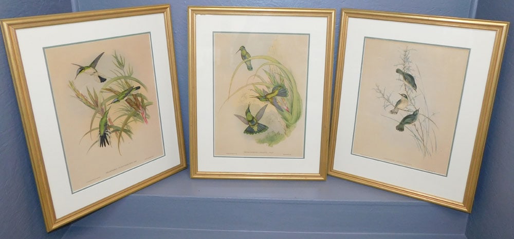 Lot Three J. Gould  Bird Prints (1 of 11)