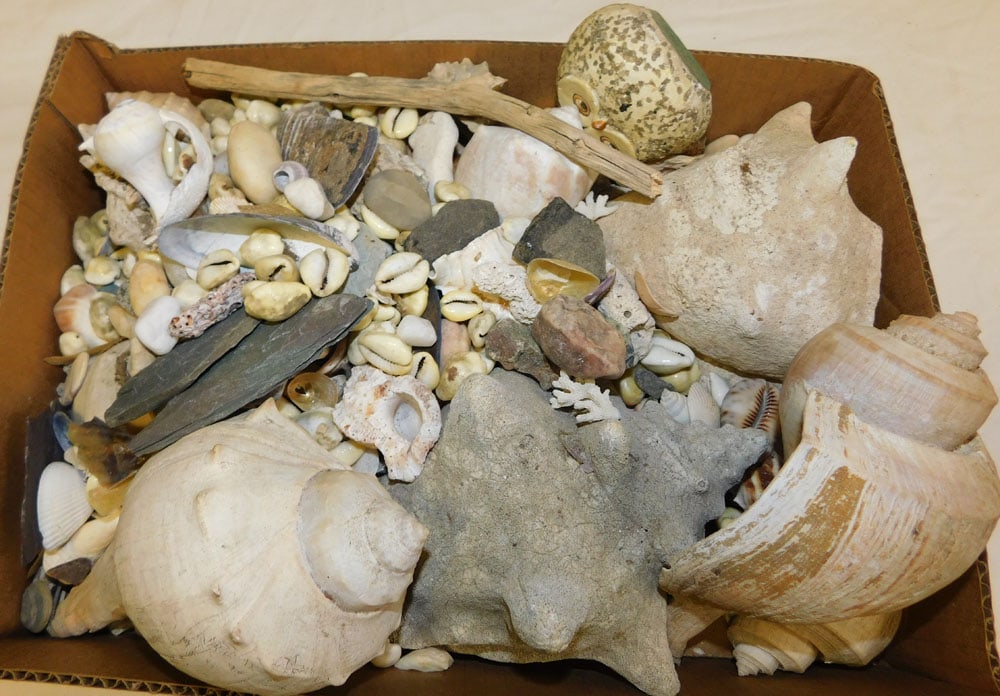 Lot Sea Shells (1 of 1)